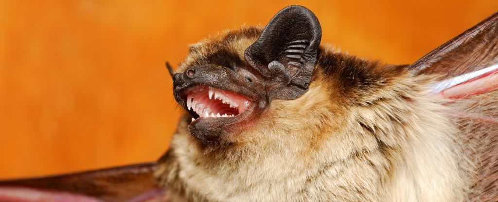 Certaines chauves-souris communiquent avec des growls de Dea …